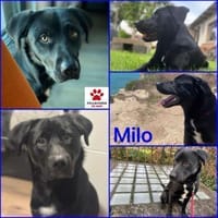 Milo katzenverträglicher Mischling Rüde, Hund zur Adoption