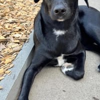 Olivia, dringend Zuhause gesucht, Hündin zur Adoption