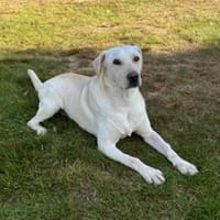 ❤ Bongo, Pflegefamilie 41812 Erkelenz, Hund zur Adoption