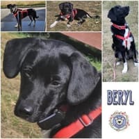 BERYL * liebe Familienhündin, Hündin zur Adoption