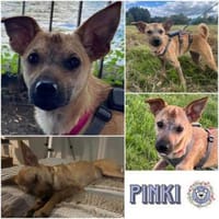 PINKI *WoLiebe wohnt heilen Körper&Seele, Hündin zur Adoption