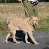 Diras - kinderlieber Familienhund, Hund zur Adoption