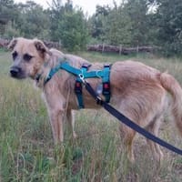 Fjell - ein junger Abenteurer, Hund zur Adoption