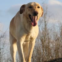 Marry - Familienhund sucht Zuhause, Hündin zur Adoption