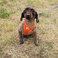 Pudel Lord sucht ein Zuhause, Hund zur Adoption