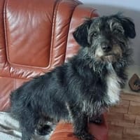 Dringend Pflegestelle gesucht 🤎, Hündin zur Adoption