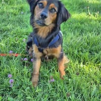 Lupo - kleiner Charmeur mit Großem Herz, Hund zur Adoption