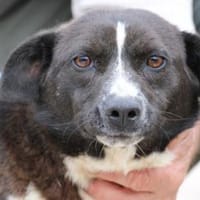 Batida - liebenswerte, kleine Hündin, Hündin zur Adoption