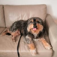❤Roshko...ein Herz auf vier Pfoten, Hund zur Adoption