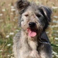 Iggy - verspielter Jungrüde, Hund zur Adoption