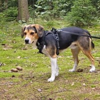 Balu - sportlich und agil, Hund zur Adoption