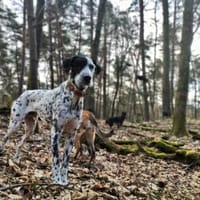 Bronco2/Michel1 sucht eine Dauerpflegest, Hund zur Adoption
