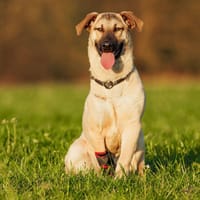 Bommel - 68753 Waghäusel, Hund zur Adoption