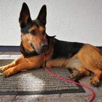 Tulma1 sucht ein Zuhause/Pflegestelle, Hündin zur Adoption