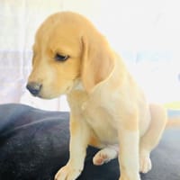 Billy ein Retriever Beagle mix, Hund zur Adoption
