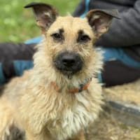 Primula, Hündin zur Adoption