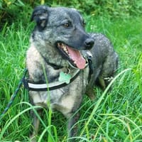 Sanfter Fellnasen-Bub verschenkt Herz, Hund zur Adoption
