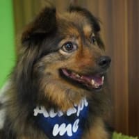 BUDDY-SR, möchte dein Freund werden!, Hund zur Adoption