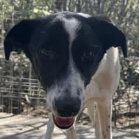Hope-verschmuste,aufgeweckte Hündin,55cm, Hündin zur Adoption