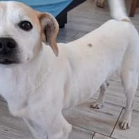 Puky wartet auf ihre 2. Chance, Hündin zur Adoption
