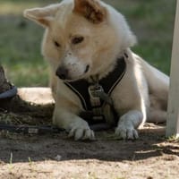 Zuhause gesucht für besonderen 🐕 HERMES, Hund zur Adoption
