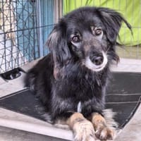 Alice sucht ihr Wunderland, Hündin zur Adoption