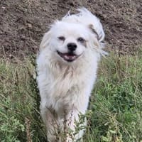 LUKE - freundliches Kerlchen, Hund zur Adoption