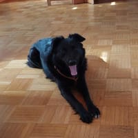 LIO auf Pflegestelle in 74582 Gerabronn, Hund zur Adoption