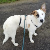 BUBBLES - lieb und aktiv, Hund zur Adoption