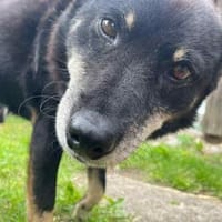 Sanfte Yamila wartet auf ihre Menschen!❤, Hündin zur Adoption