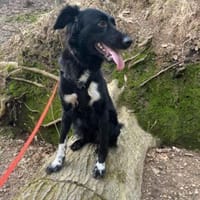 Suki verliert ihr Zuhause, Hündin zur Adoption