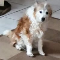 Beth such ein neues Zuhause, Hündin zur Adoption