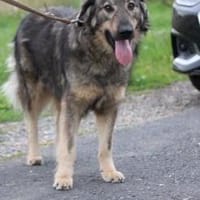 Kajano - freundlicher Rüde, Hund zur Adoption