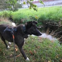 Leonie - ist angenehm&ruhig, Hündin zur Adoption