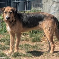Winston wartet auf seine Menschen, Hund zur Adoption