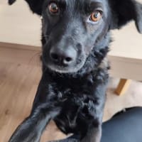 ❤Smilla❤ sucht ihr Zuhause, Hündin zur Adoption
