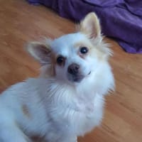 SUZI - klein, lieb und verträglich <3, Hündin zur Adoption