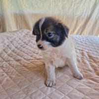 Nick ein kleinbleibendes Kerlchen, Hund zur Adoption