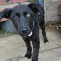Die kleine Delphi, Hündin zur Adoption