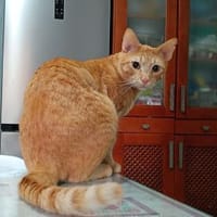 Oliver aus dem Tierschutz, Kater zur Adoption