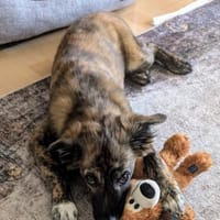 DENVER - wunderbarer Welpenjunge 🐶❤, Hund zur Adoption