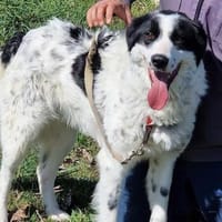 DRINGEND Platz für JACKSON gesucht 🆘‼, Hund zur Adoption
