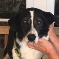 BIM - sucht dringend!, Hund zur Adoption