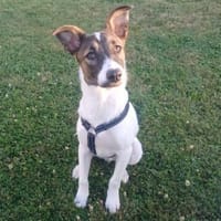 BROWNIE - aufgewecktes Kerlchen, Hund zur Adoption