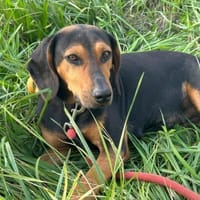 SAFIRO - gütige, freundliche Hundeseele, Hündin zur Adoption
