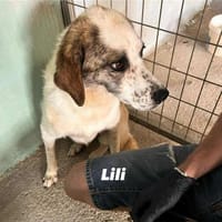 LILLY - sucht verständnisvolle Menschen, Hündin zur Adoption