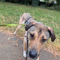 Nena sucht aktive Familie,auf PS Leipzig, Hündin zur Adoption