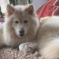 Samojeden-Mix-Hündin Saba, Hündin zur Adoption