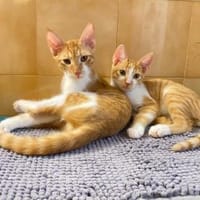 Fritz und Atlas aus dem Tierschutz, Kater zur Adoption