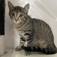 unsere Ts - Toni(w),Theo(m),Tilda(w), Kater zur Adoption